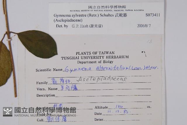 武靴藤藏品圖，第2張