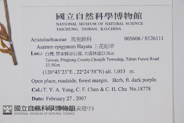 上花細辛藏品圖，第2張