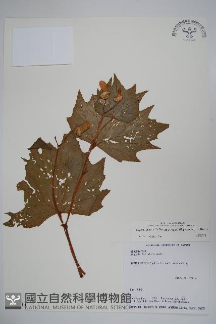 裂葉秋海棠藏品圖，第1張