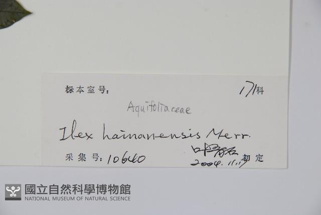 海南冬青藏品圖，第2張