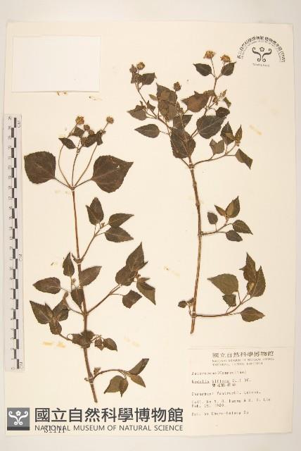 雙花蟛蜞菊藏品圖，第1張