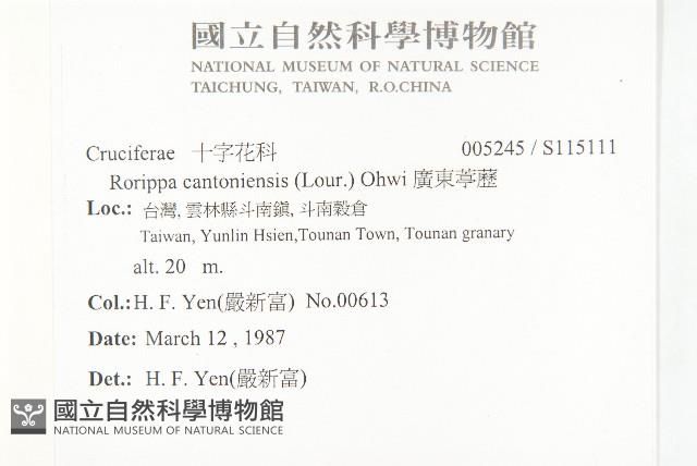 廣東葶藶藏品圖，第2張