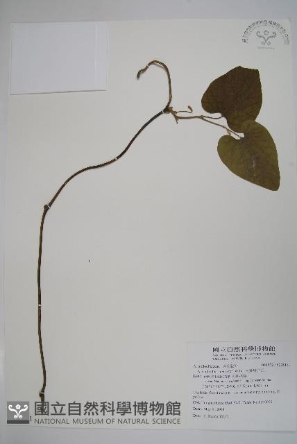 大葉馬兜鈴藏品圖，第1張