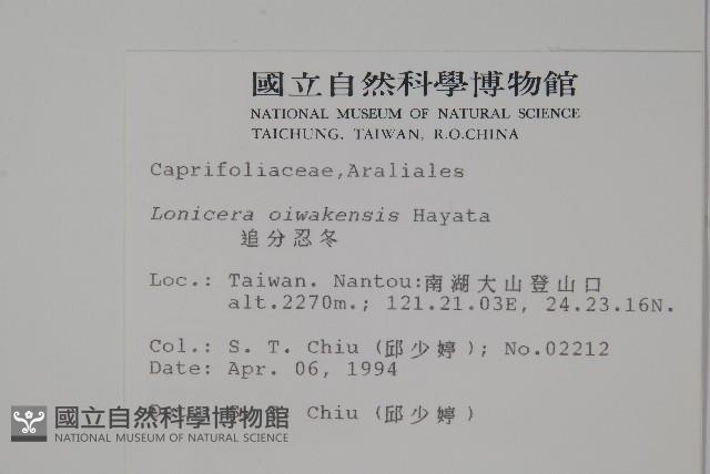 追分忍冬藏品圖，第2張