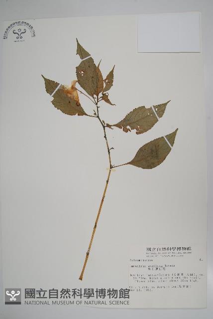 紫花鳳仙花藏品圖，第1張