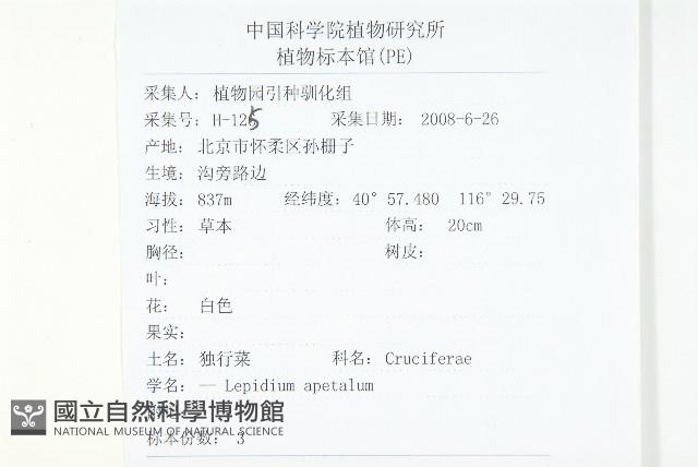 腺獨行菜藏品圖，第2張