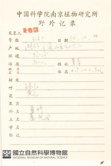 抱莖苦菜藏品圖，第2張