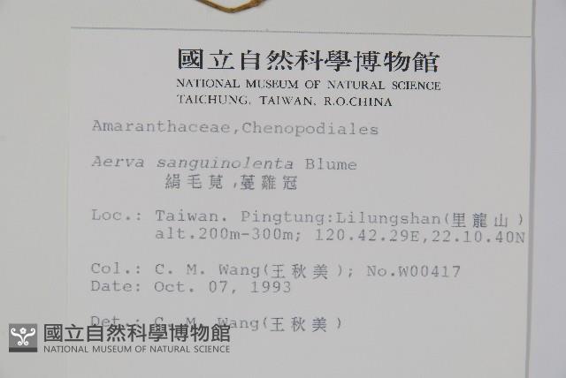 蔓雞冠、絹毛莧藏品圖，第2張