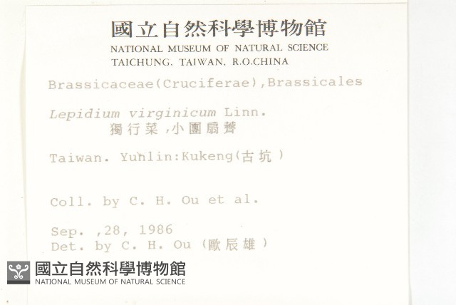 獨行菜藏品圖，第2張