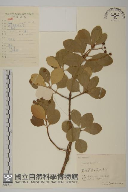 日本衛矛, 大葉黃楊藏品圖，第1張