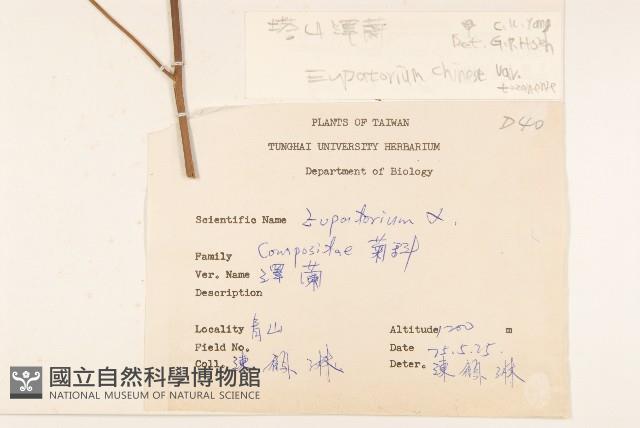 塔山澤蘭藏品圖，第2張