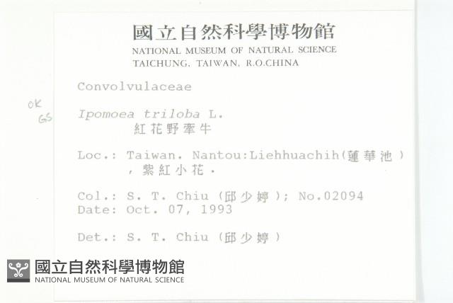 紅花野牽牛藏品圖，第2張