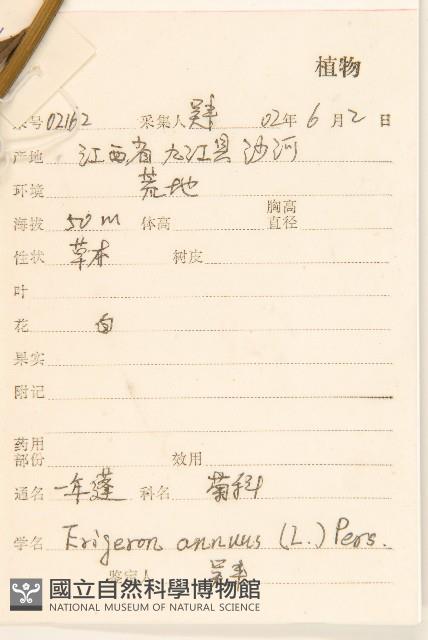 白頂飛蓬藏品圖，第2張