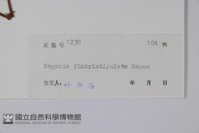 紫背天葵藏品圖，第2張