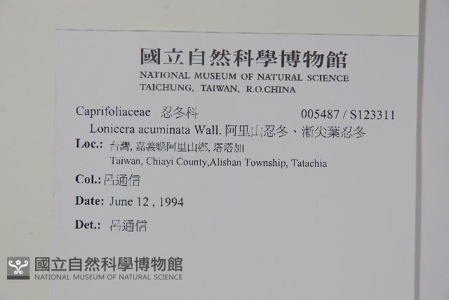 阿里山忍冬、漸尖葉忍冬藏品圖，第2張