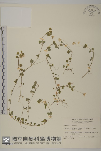 阿里山繁縷藏品圖，第1張