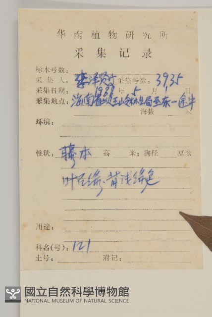 長毛風車子藏品圖，第2張