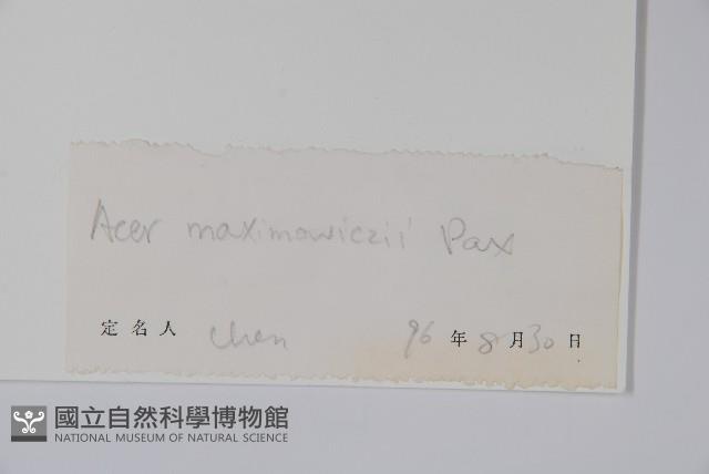 五尖槭藏品圖，第2張