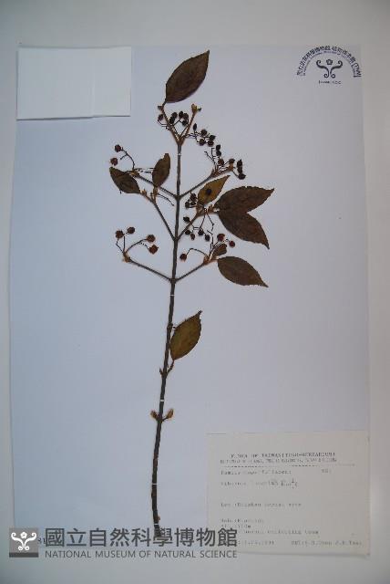 呂宋莢迷藏品圖，第1張