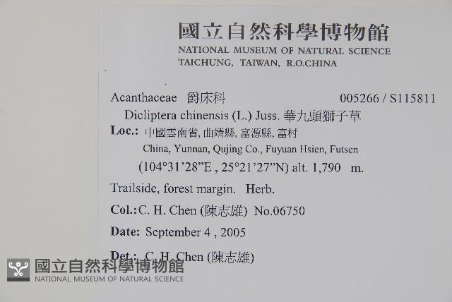 華九頭獅子草藏品圖，第2張