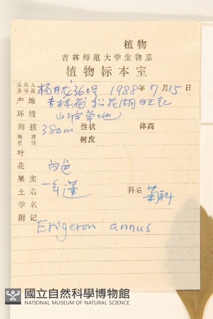 白頂飛蓬藏品圖，第2張