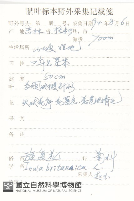 毛旋覆花藏品圖，第2張
