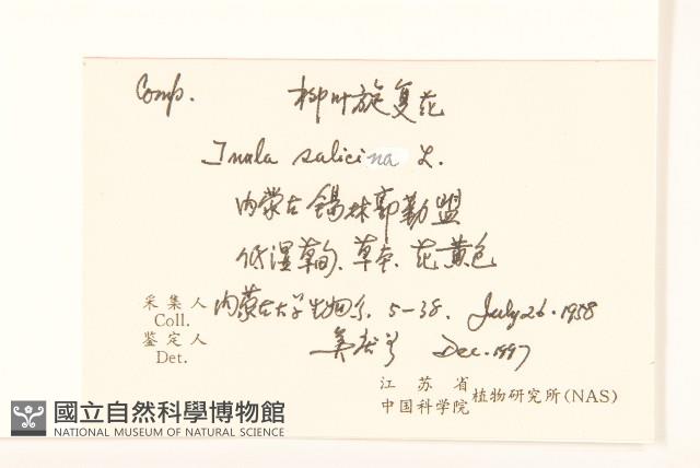 柳葉旋復花藏品圖，第2張