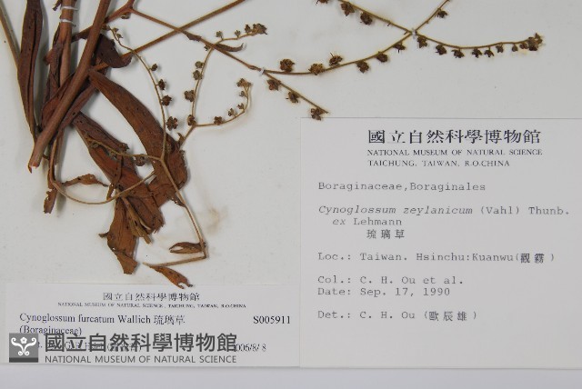 琉璃草藏品圖，第2張