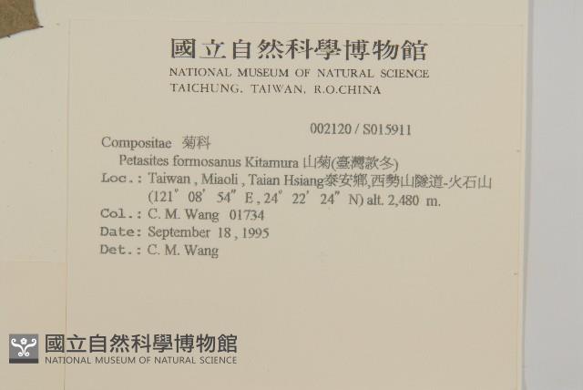 黃山蟹甲草藏品圖，第2張