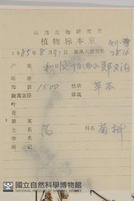 魁蒿藏品圖，第2張