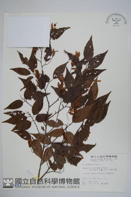 阿里山千金榆藏品圖，第1張