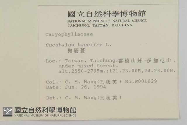 狗筋蔓藏品圖，第2張