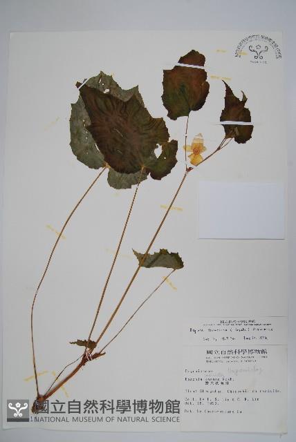 水鴨腳藏品圖，第1張