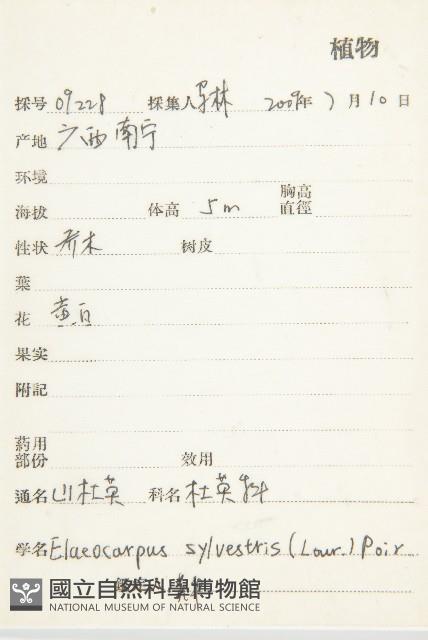 杜英、山杜英、蘭嶼杜英藏品圖，第2張