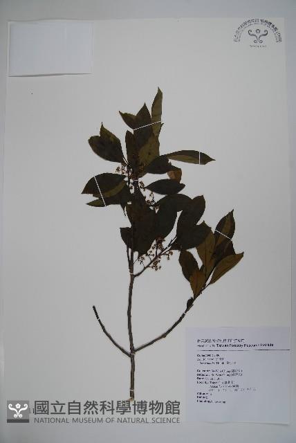 鐵冬青藏品圖，第1張