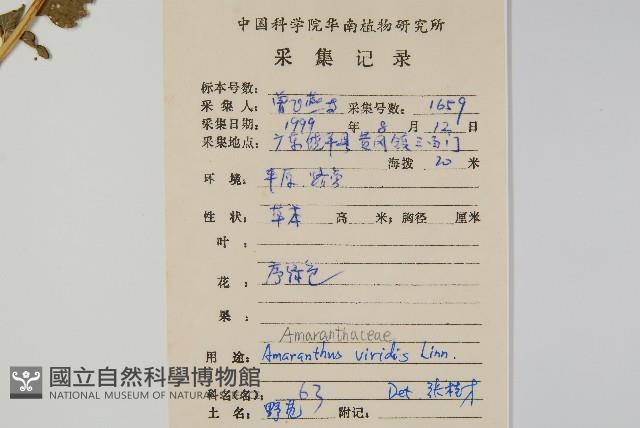 野莧菜藏品圖，第2張