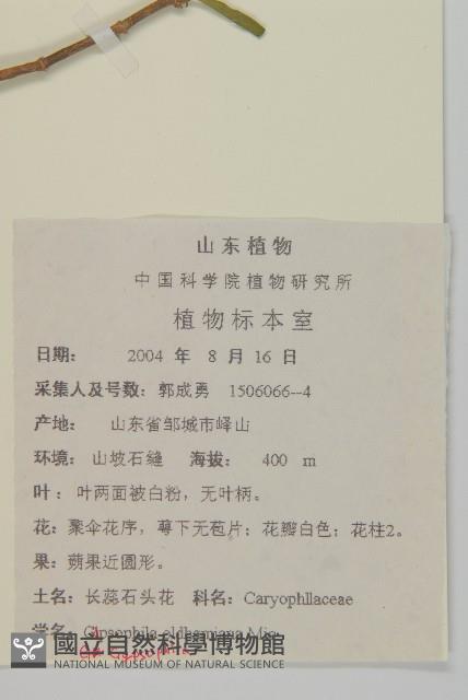霞草、歐石頭花藏品圖，第2張