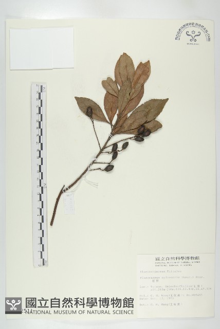 杜英、山杜英、蘭嶼杜英藏品圖，第1張