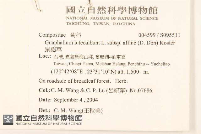 鼠麴草藏品圖，第2張