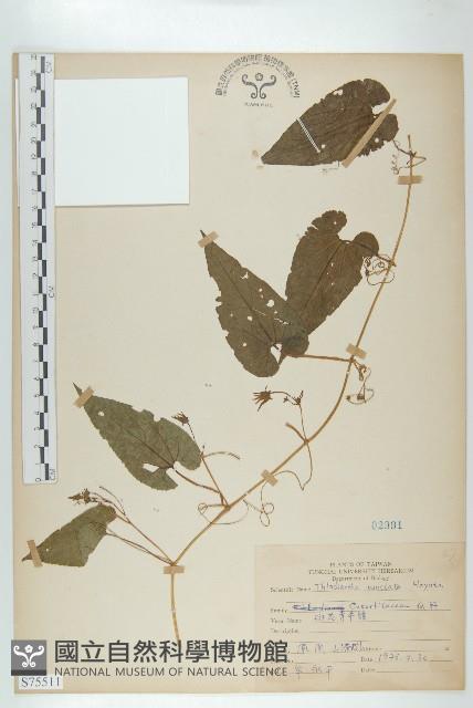 斑花青牛膽藏品圖，第1張