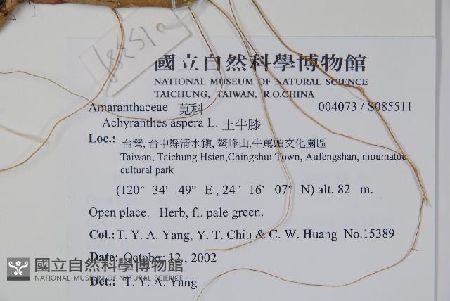 土牛膝藏品圖，第2張