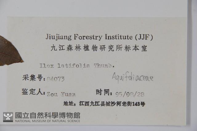 廣葉冬青、大葉冬青、苦丁茶藏品圖，第2張