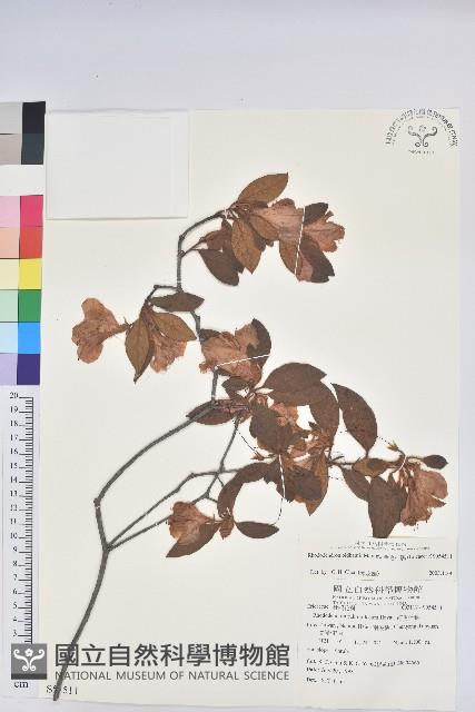 金毛杜鵑藏品圖，第1張