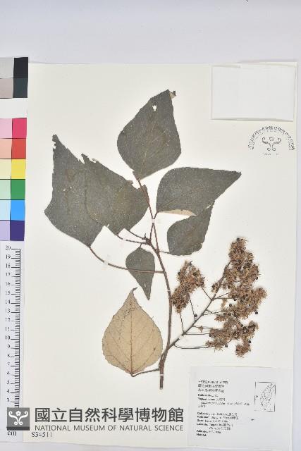 白匏子藏品圖，第1張