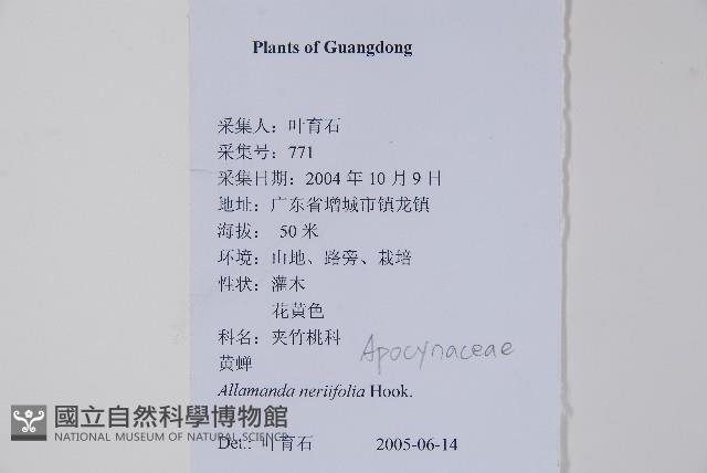 小花黃蟬藏品圖，第2張