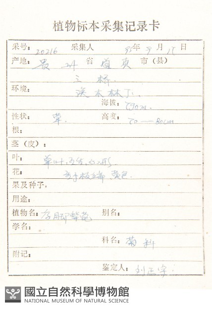 少花鳳毛菊藏品圖，第2張