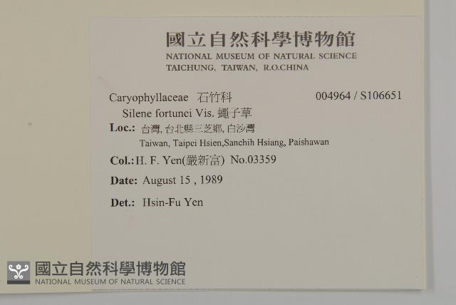 蠅子草藏品圖，第2張