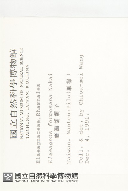 臺灣胡頹子藏品圖，第2張