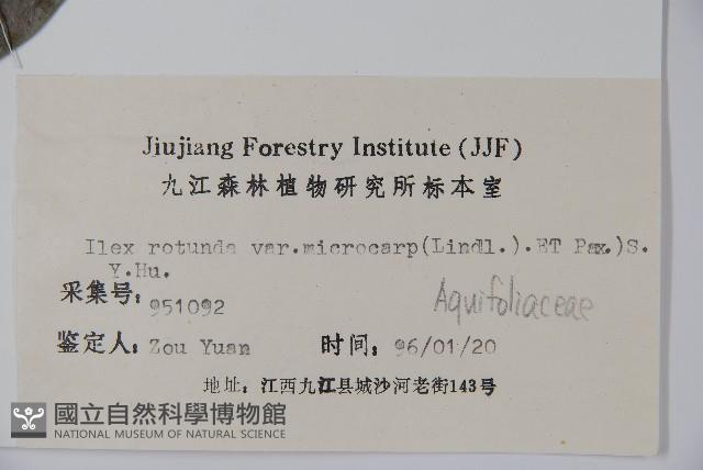 細果鐵冬青藏品圖，第2張