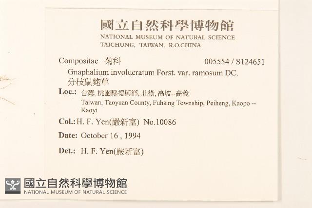 分枝鼠麴草藏品圖，第2張